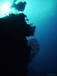 " Coming in Clear" This photo was taken in Cozumel 12/06.... by Steven Anderson 